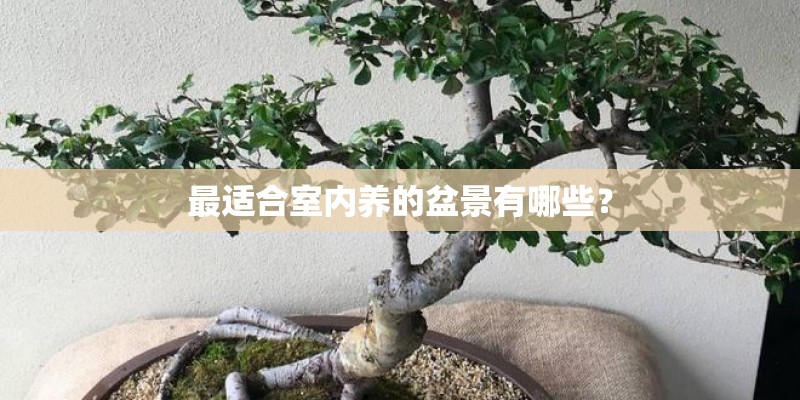 最适合室内养的盆景有哪些？