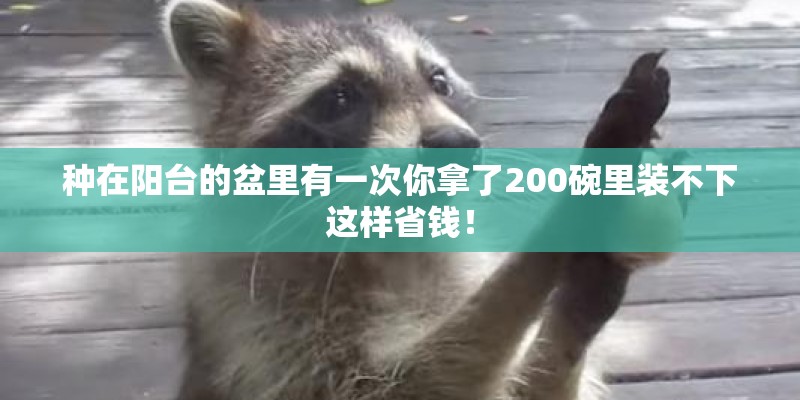 种在阳台的盆里有一次你拿了200碗里装不下这样省钱! 种在阳台的盆里有一次你拿了200碗里装不下这样省钱!