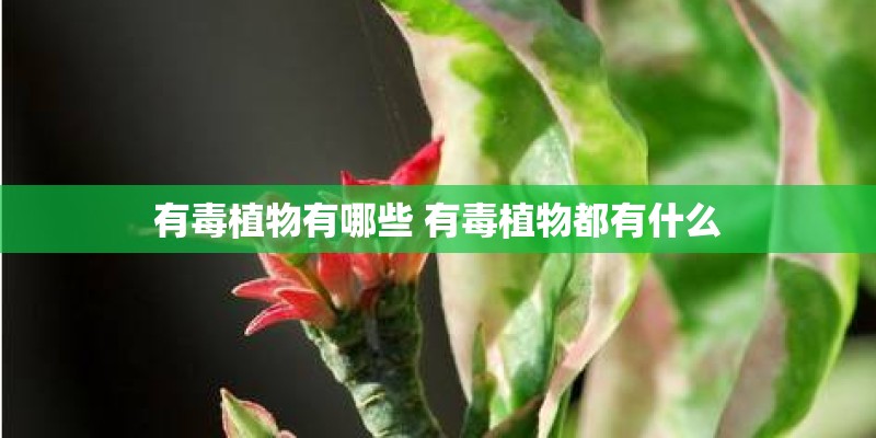 有毒植物有哪些 有毒植物都有什么 有毒植物有哪些 有毒植物都有什么