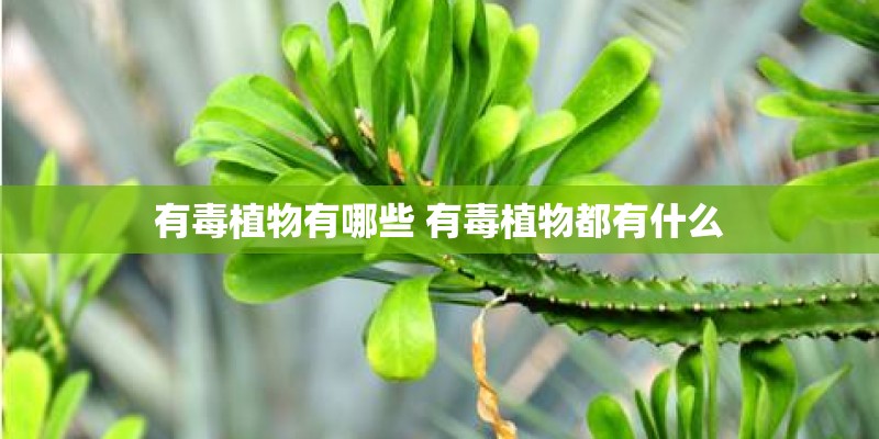 有毒植物有哪些 有毒植物都有什么 有毒植物有哪些 有毒植物都有什么