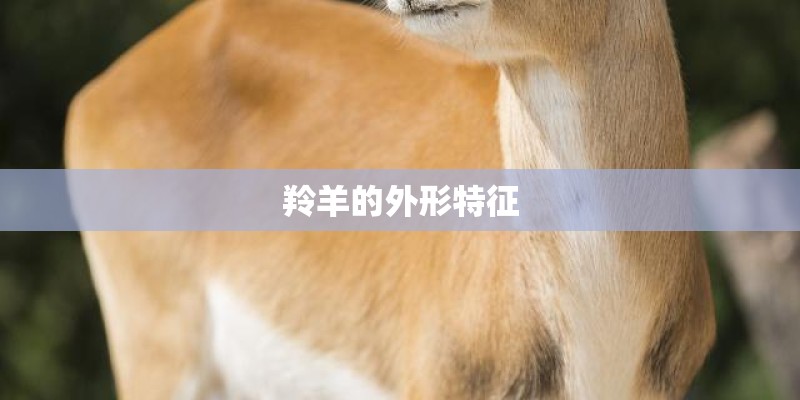 羚羊的外形特征