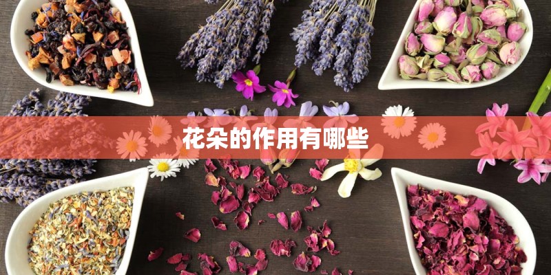 花朵的作用有哪些