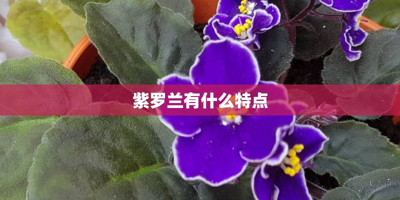 紫罗兰有什么特点 紫罗兰有什么特点