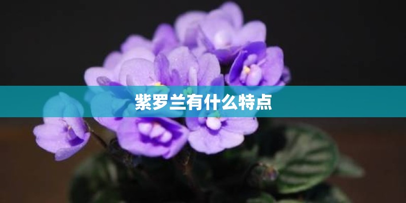 紫罗兰有什么特点 紫罗兰有什么特点