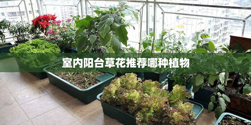 室内阳台草花推荐哪种植物