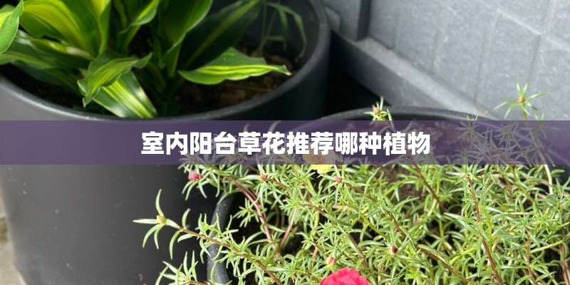 室内阳台草花推荐哪种植物 室内阳台草花推荐哪种植物