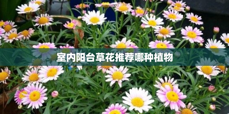 室内阳台草花推荐哪种植物 室内阳台草花推荐哪种植物