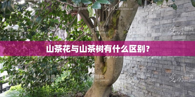 山茶花与山茶树有什么区别？