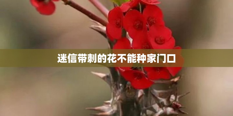 迷信带刺的花不能种家门口