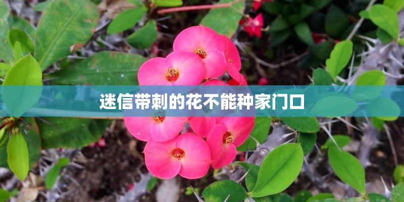 迷信带刺的花不能种家门口 迷信带刺的花不能种家门口