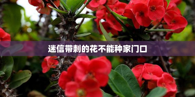 迷信带刺的花不能种家门口 迷信带刺的花不能种家门口