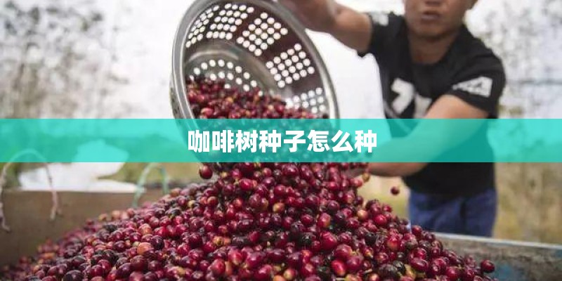 咖啡树种子怎么种