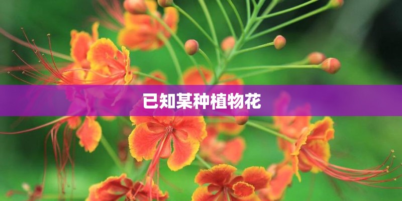 已知某种植物花