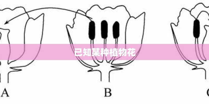 已知某种植物花