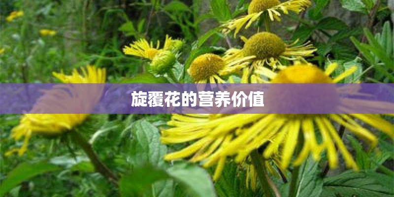 旋覆花的营养价值