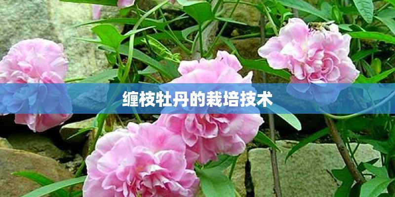 缠枝牡丹的栽培技术