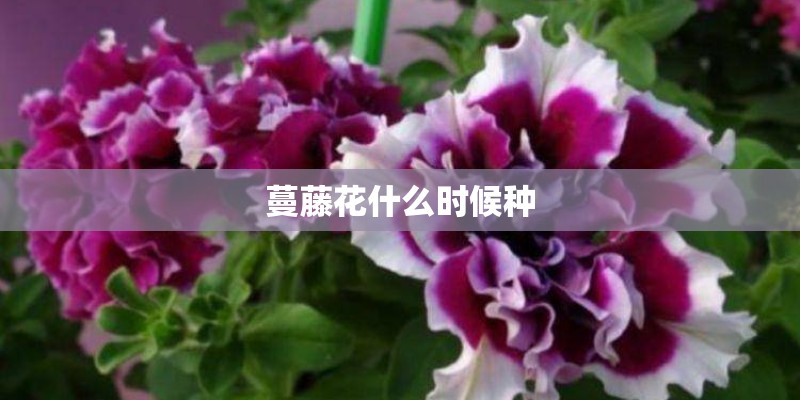 蔓藤花什么时候种