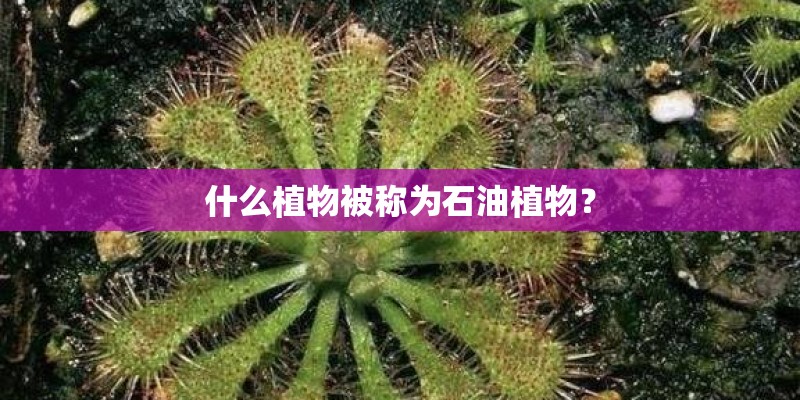 什么植物被称为石油植物？