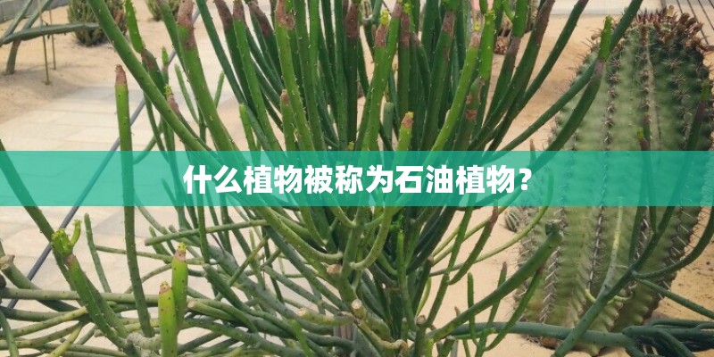 介绍一下NOKIA 3250