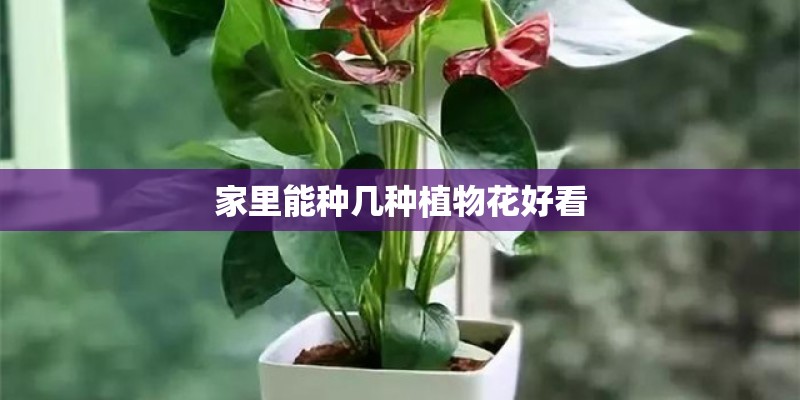 家里能种几种植物花好看