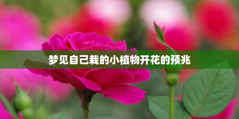梦见自己栽的小植物开花的预兆