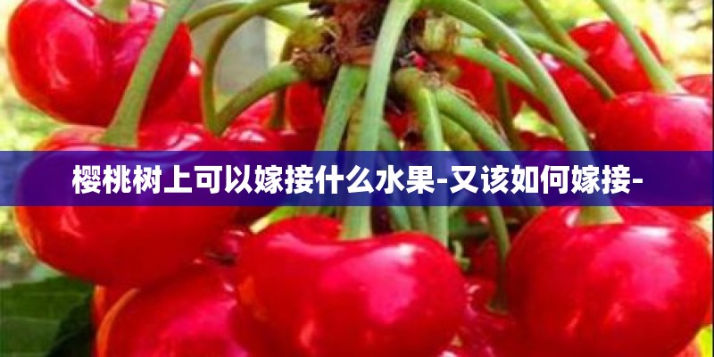 樱桃树上可以嫁接什么水果-又该如何嫁接-