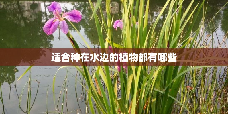 适合种在水边的植物都有哪些