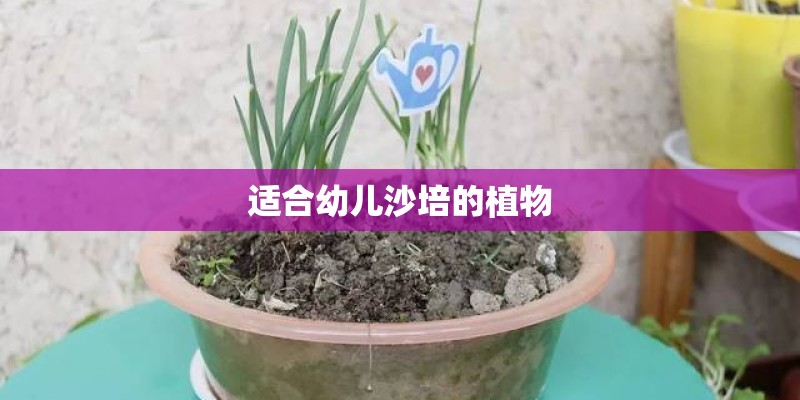 适合幼儿沙培的植物 适合幼儿沙培的植物