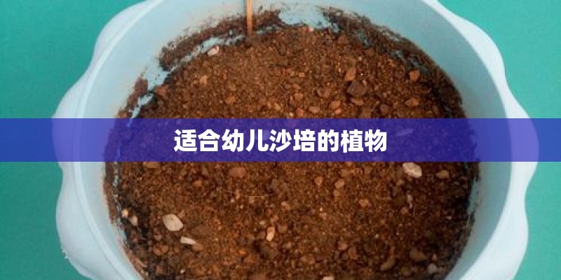 适合幼儿沙培的植物 适合幼儿沙培的植物