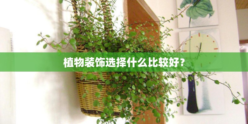 植物装饰选择什么比较好? 植物装饰选择什么比较好?