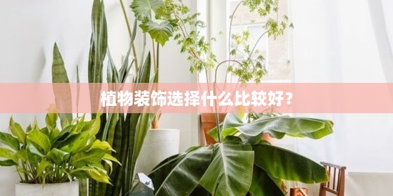 植物装饰选择什么比较好? 植物装饰选择什么比较好?