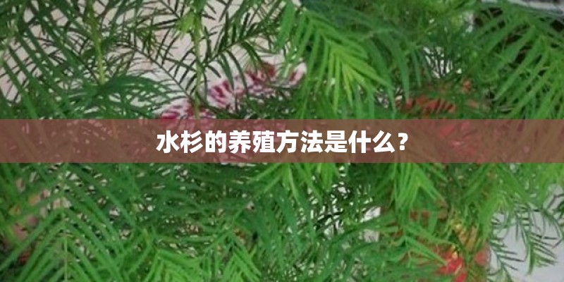 水杉的养殖方法是什么？