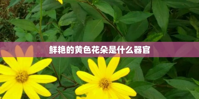鲜艳的黄色花朵是什么器官