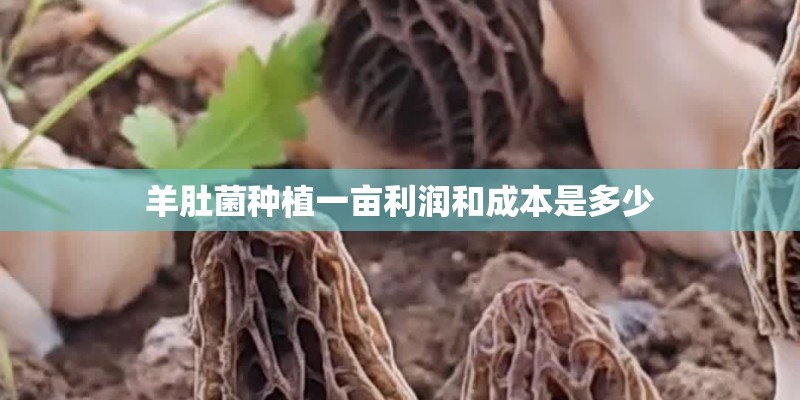 羊肚菌种植一亩利润和成本是多少