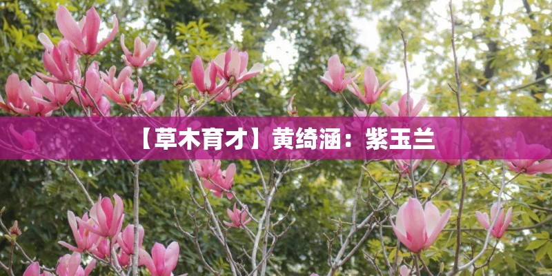 【草木育才】黄绮涵：紫玉兰