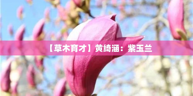 【草木育才】黄绮涵：紫玉兰