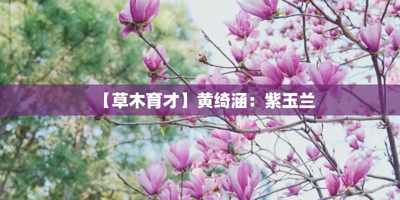 【草木育才】黄绮涵：紫玉兰