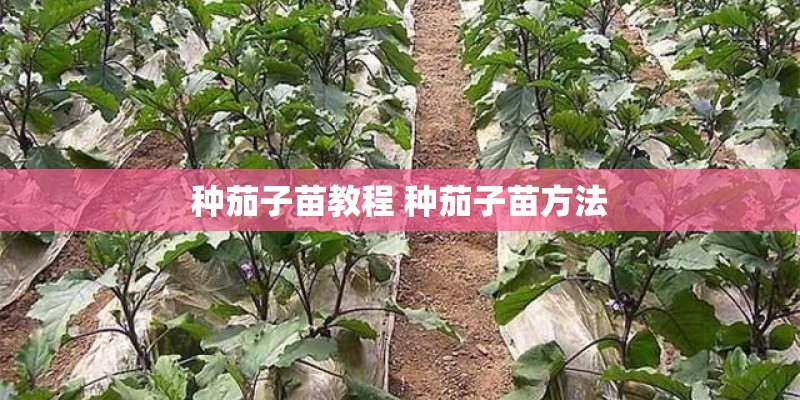 种茄子苗教程 种茄子苗方法