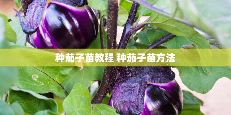 种茄子苗教程 种茄子苗方法