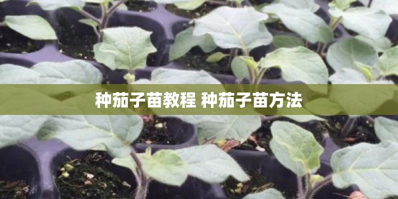 种茄子苗教程 种茄子苗方法