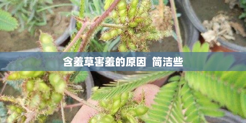 含羞草害羞的原因  简洁些