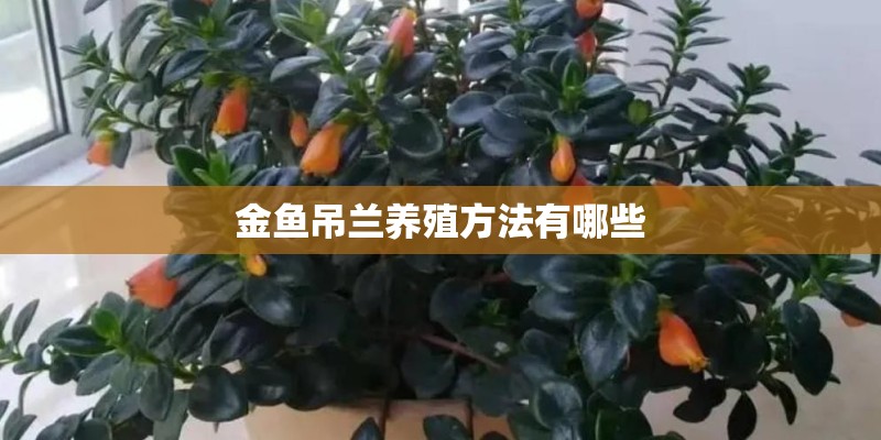 金鱼吊兰养殖方法有哪些