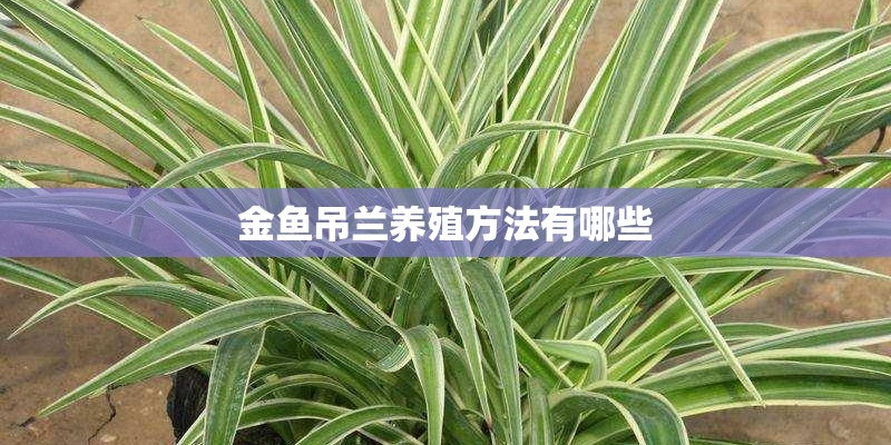 金鱼吊兰养殖方法有哪些