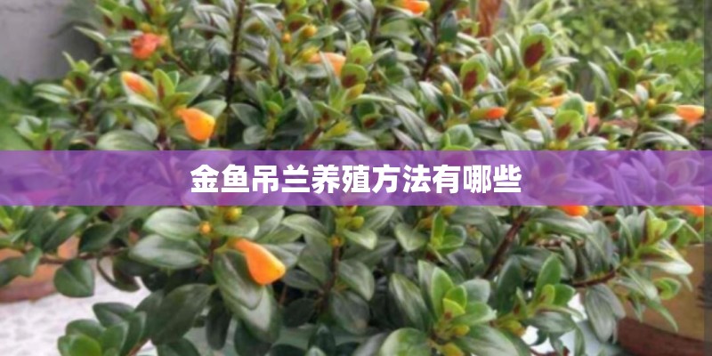 金鱼吊兰养殖方法有哪些