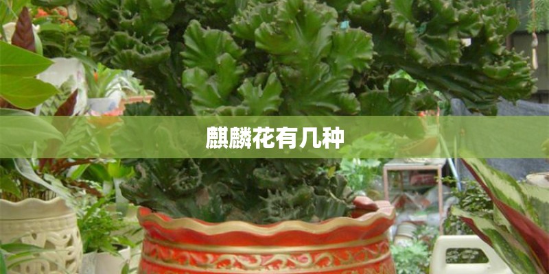 麒麟花有几种