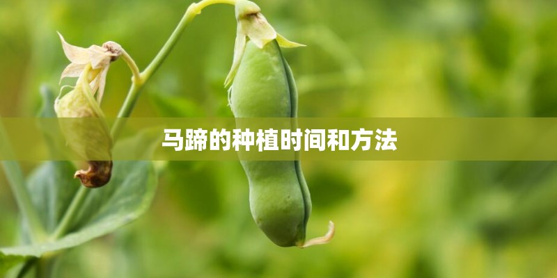马蹄的种植时间和方法 马蹄的种植时间和方法