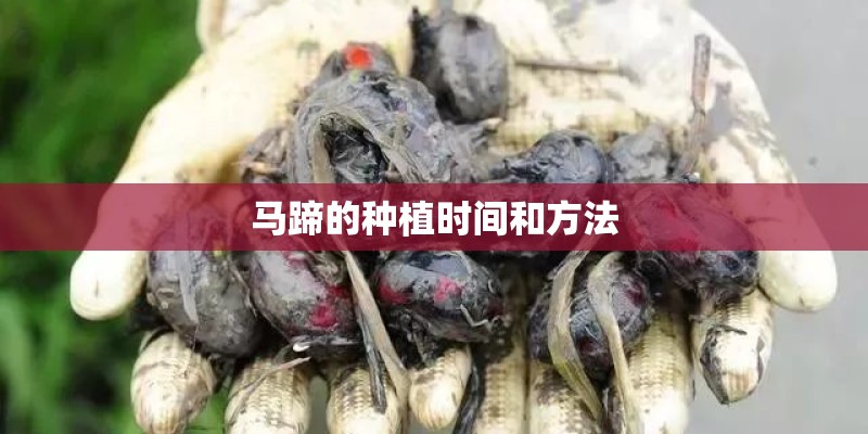 马蹄的种植时间和方法 马蹄的种植时间和方法