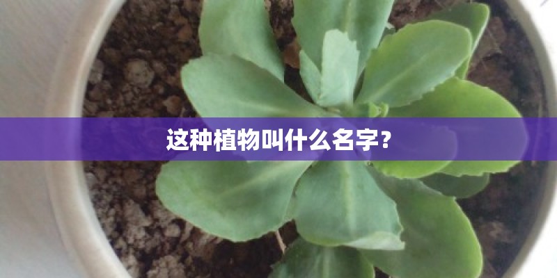 这种植物叫什么名字？
