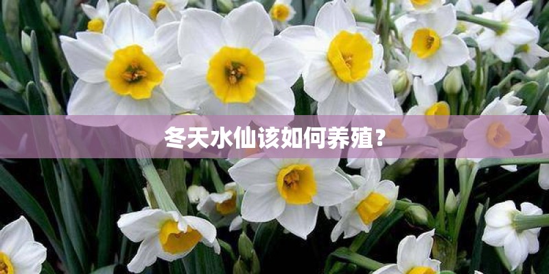冬天水仙该如何养殖？