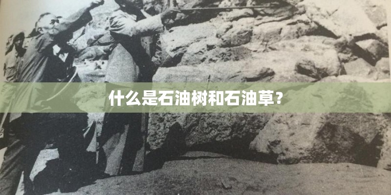 什么是石油树和石油草？